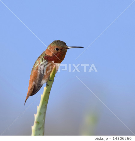 Hummingbird Hummingbird 14306260
