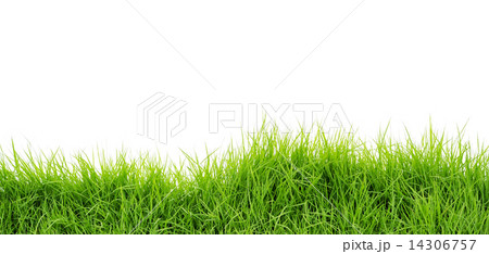 Grass 14306757