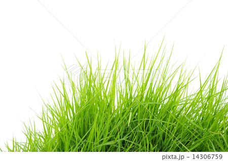 Grass 14306759