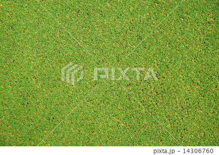 Grass 14306760