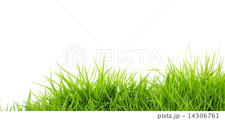 Grass 14306761