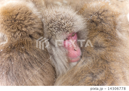 みんなで重なって暖まるニホンザル Japanese monkeys warming 14306778