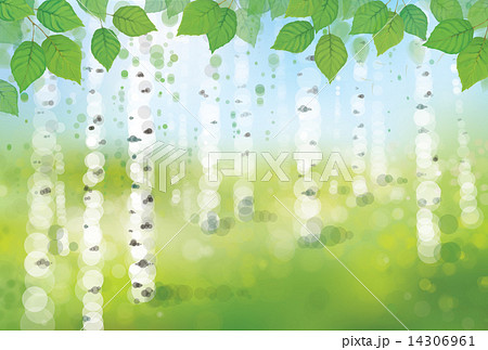 Vector birch forest bokeh background. Vector birch forest bokeh background. 14306961