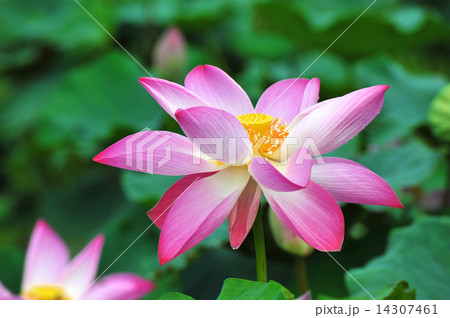 pink lotus pink lotus 14307461