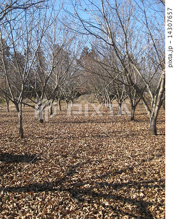 落ち葉の栗林 14307657
