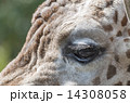 アミメキリン　瞳のアップ 14308058