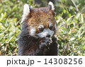 シセンレッサーパンダ 14308256