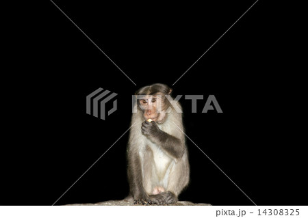 monkey (macaque) isolation on a black background monkey (macaque) isolation on a black background 14308325