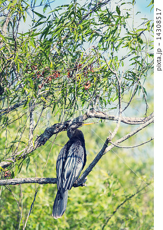 Anhinga Anhinga 14308517