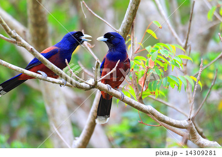 ルリカケスのつがい 14309281