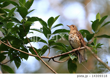 オオトラツグミ 14309318