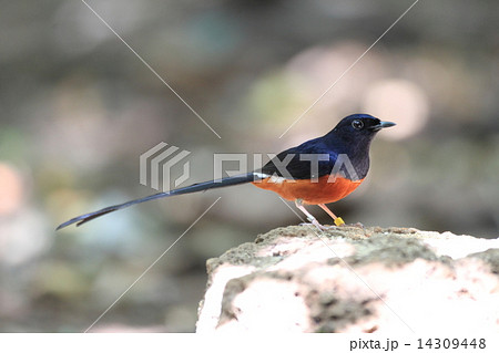 アカハラシキチョウ 14309448