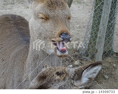 奈良の鹿 面白い表情の写真素材