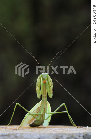 カマキリの威嚇 カマキリの威嚇 14309849