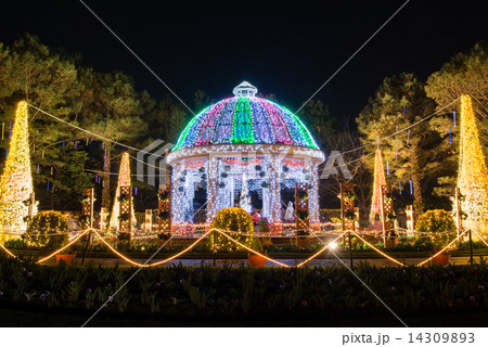 フローランテ宮崎イルミネーション 14309893