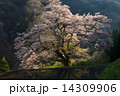 駒つなぎの桜８ 14309906