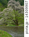 駒つなぎの桜９ 14309907