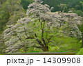 駒つなぎの桜10 14309908