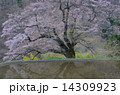 駒つなぎの桜11 14309923