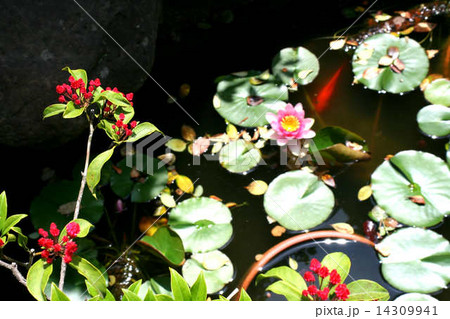水辺の草花 水辺の草花 14309941
