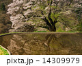 駒つなぎの桜12 14309979