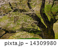 駒つなぎの桜13 14309980