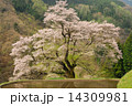 駒つなぎの桜14 14309981