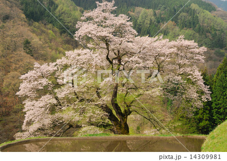 駒つなぎの桜14 14309981