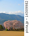 杵原学校しだれ桜19 14309982