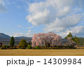 杵原学校しだれ桜21 14309984