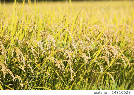 北海道の稲作 14310028