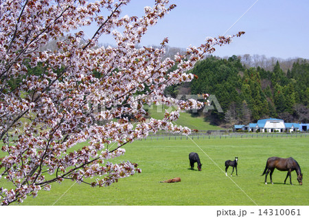 サラブレッド銀座の桜 14310061