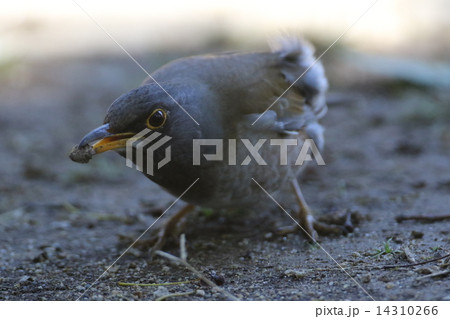 シロハラ 14310266