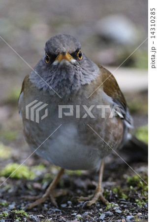 シロハラ シロハラ 14310285