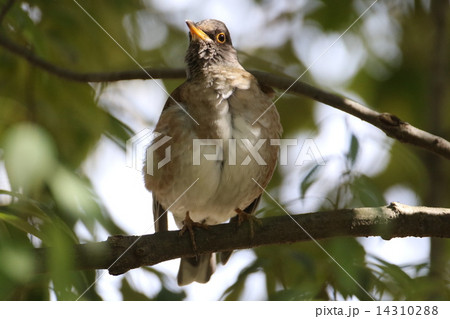 シロハラ シロハラ 14310288