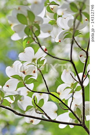 ハナミズキ 春の花 春の花木の写真素材