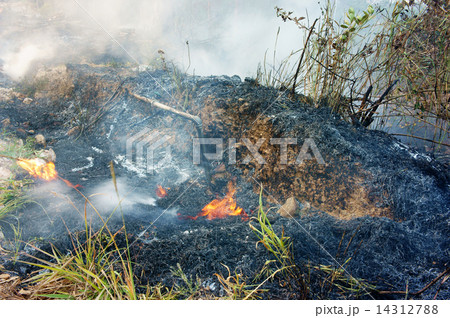 burn dry grass, forest fire 14312788