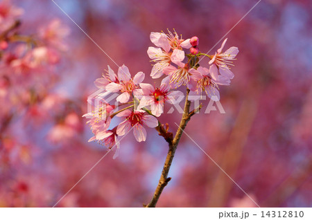 Spring flower, beautiful nature, abstract background 14312810