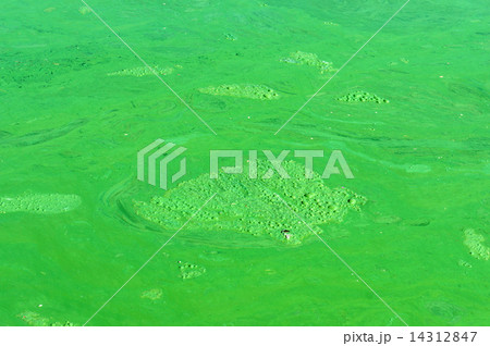 Polluted water, green algae Polluted water, green algae 14312847
