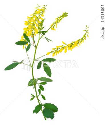 Medicinal plant 14313005