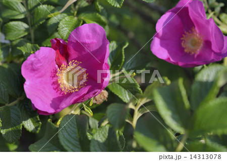 ハマナス 花 ローズヒップ ハマナス 花 ローズヒップ 14313078