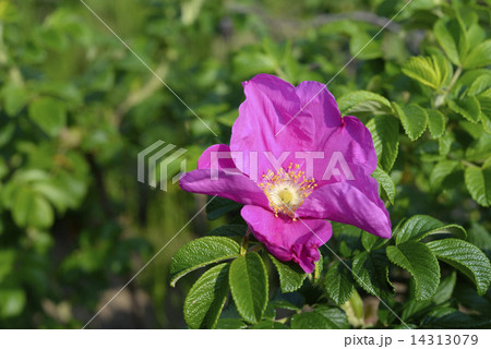 ハマナス　花　ローズヒップ 14313079