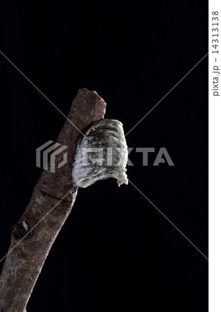 ハラビロカマキリの卵 14313138