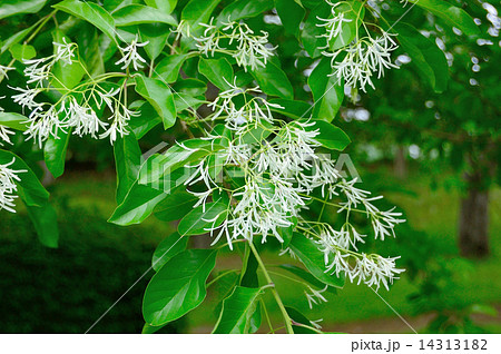 ナンジャモンジャの花　花木 14313182