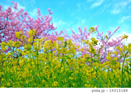 春彩 (5-a) 春彩 (5-a) 14313189