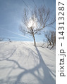 雪と木と太陽 雪と木と太陽 14313287
