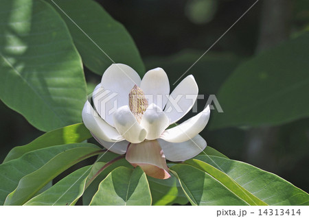 ホウの木の花 ホウ ホウの木の花 ホウ 14313414