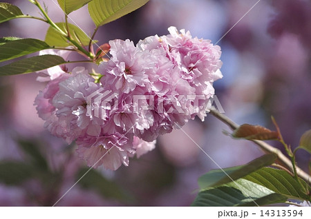 ボタン桜　桜茶 14313594