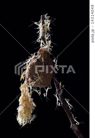 カマキリの孵化 カマキリの孵化 14314049