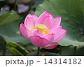 花 14314182